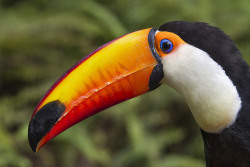 sdzoo:  The large surface area of a toucan’s beak is one of