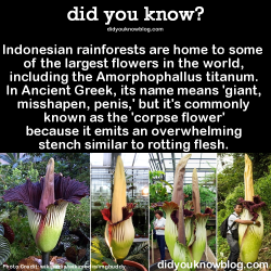 did-you-kno:  The Rafflesia arnoldii, also one of the world’s