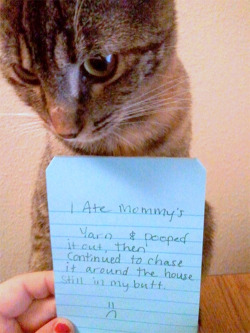 a-sharp-b-flat:  I think this is the best cat shaming picture