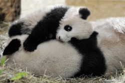 giantpandaphotos:  Fu Bao with his mother Yang Yang at Zoo Vienna,