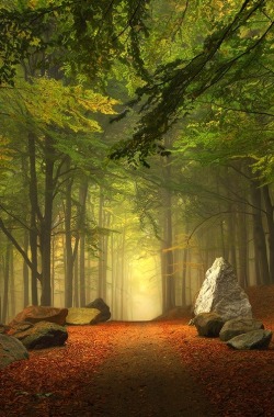 heaven-ly-mind:  Forest Trail by Kilian Schönberger on 500px