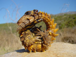 Thorny dragon