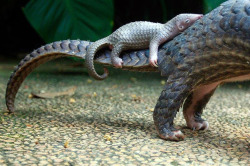 whatthefauna:  A baby pangolin is born quite helpless, other