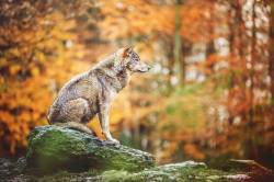 wolveswolves:By Veronika Dvořáková   