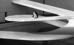 theimportanceofbeingmodernist:  Too Cool For School: London Zoo