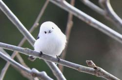 canadian-asian:THE CUTEST BIRD IN THE WORLD (The Japanese Long