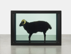 artruby:  Damien Hirst, Black Sheep with Golden Horns (2009)