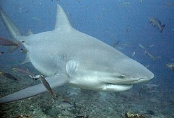 sharkpics:  bull shark