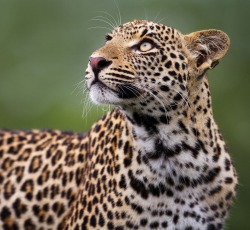 beautiful-wildlife: African Leopard by Matt Bango   Djuma,