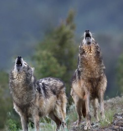 beautiful-wildlife:Timber Wolves Howling by © Tim Fitzharris