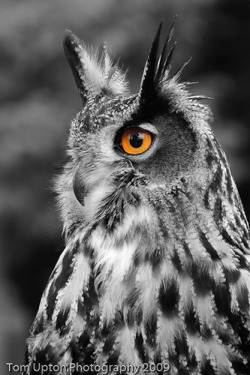 daily-owls:  Birdland-14 by tom_upton on Flickr.