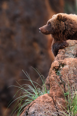 giraffeinatree: (via 500px / “Bear on the look-out" by