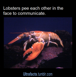 ultrafacts:  More facts on Ultrafacts Blog