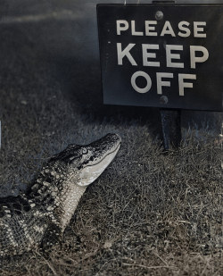semioticapocalypse:  A baby alligator appears to read a sign