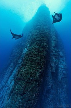 Patrolling the perimeter (Manta Rays circle a seamount)
