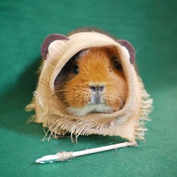 thedailyguineapig:  (via Fuzzberta & Friends @fuzzberta Instagram