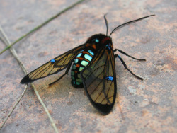 fyeahcutemoths:  Genus Cosmosoma (maybe…) 