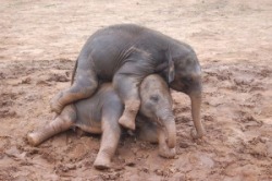 phototoartguy:  “ Elephant pile! ” ☛ http://bit.ly/1Qwv2MH