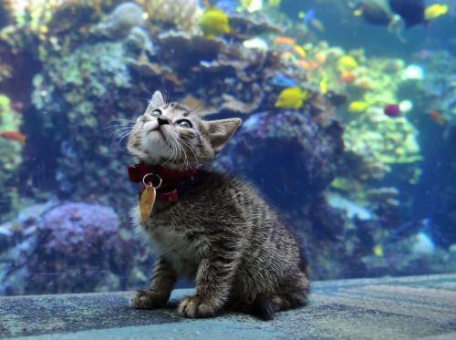 babyanimalgifs: Kittens And Pups Who Got To Explore A Giant Aquarium.