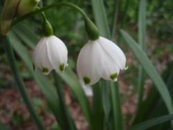 photorator:   Snowdrops galanthus nivalis on campus at my University