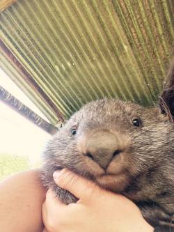 wombatportrait:  WHY DID NO ONE TELL ME wombat is ‘Plumpbeutler’
