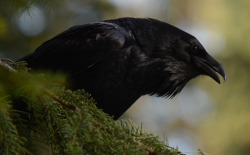 thalassarche:   Common Raven (Corvus corax) - photo by Eugene