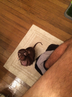 awwww-cute:  My girlfriend’s rat dog doesn’t let me poop