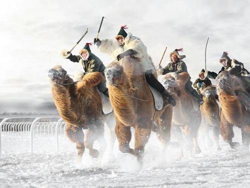 Photo finish (a camel race in –50C weather during the Nadaam Festival in Inner Mongolia)