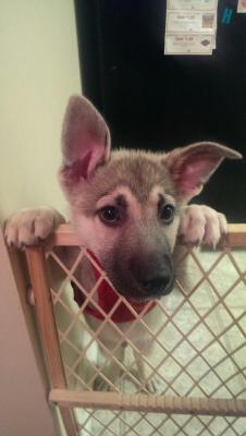 cutepetclub:  Let me out please,  I promise I won’t jump on