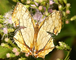 sinobug:  Common (yet exquisite) Map Butterfly (Cyrestis thyodamas,