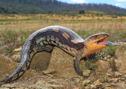 earthly-fauna:Blotched Blue-tongue Skink (Tiliqua nigrolutea)