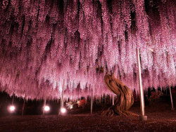 sixpenceee:144-Year-Old Japanese Pink Wisteria TreeCovering an