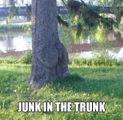 arewehavingpunyet:  Tree Pun #1 