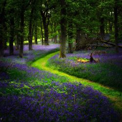 djferreira224:  Bluebells in Perthshire, Scotland 