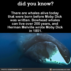 did-you-kno:  There are whales alive today that were born before