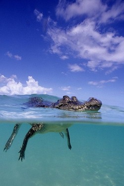 wolverxne:  Salt Water Crocodile | (by: Franco Banfi) 