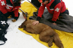 yahoonewsphotos:  Ski resort bear released in wild returns to