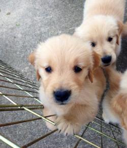 thebabyanimals:  baby animals? :)