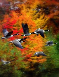 Migratory mindset (Canada Geese)