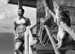 Des Hommes et des Chatons