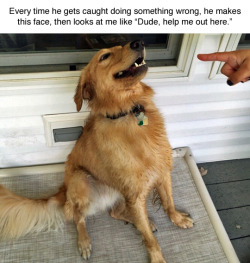 the-absolute-funniest-posts: no help for you doggy