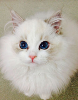 titayen:  why this cat is prettier than me 