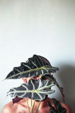 summerdiaryproject:   A PLANT    feat.   CRISTHIAN.   ANALOG