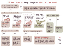 laughingsquid:  What To Do If You Find a Baby Songbird Out of