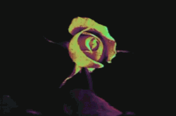where is my mind?﻿
