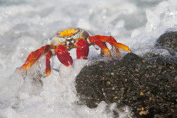 dynamicoceans:  Sally Lightfoot Crab by Bill Walker on Flickr.