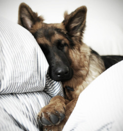 lovelyjubblyphotosets:  Requested by Anon ~ German Shepherds 