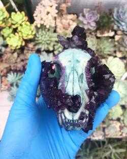 tylerthrasherart:  In process shot of an “amethyst” cat skull