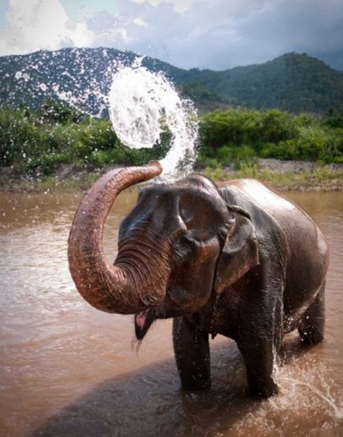 blondebrainpower:Spiral of Water from an ElephantBy David Martin,
