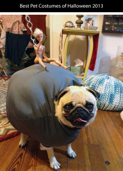 tastefullyoffensive:  Best Pet Costumes of Halloween 2013 (Part